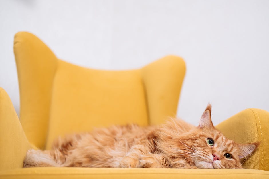 A Landlord's Guide to Allowing Pets in a Rental Property